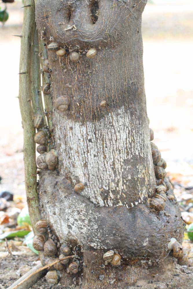            Bark (Riverside, CA)   